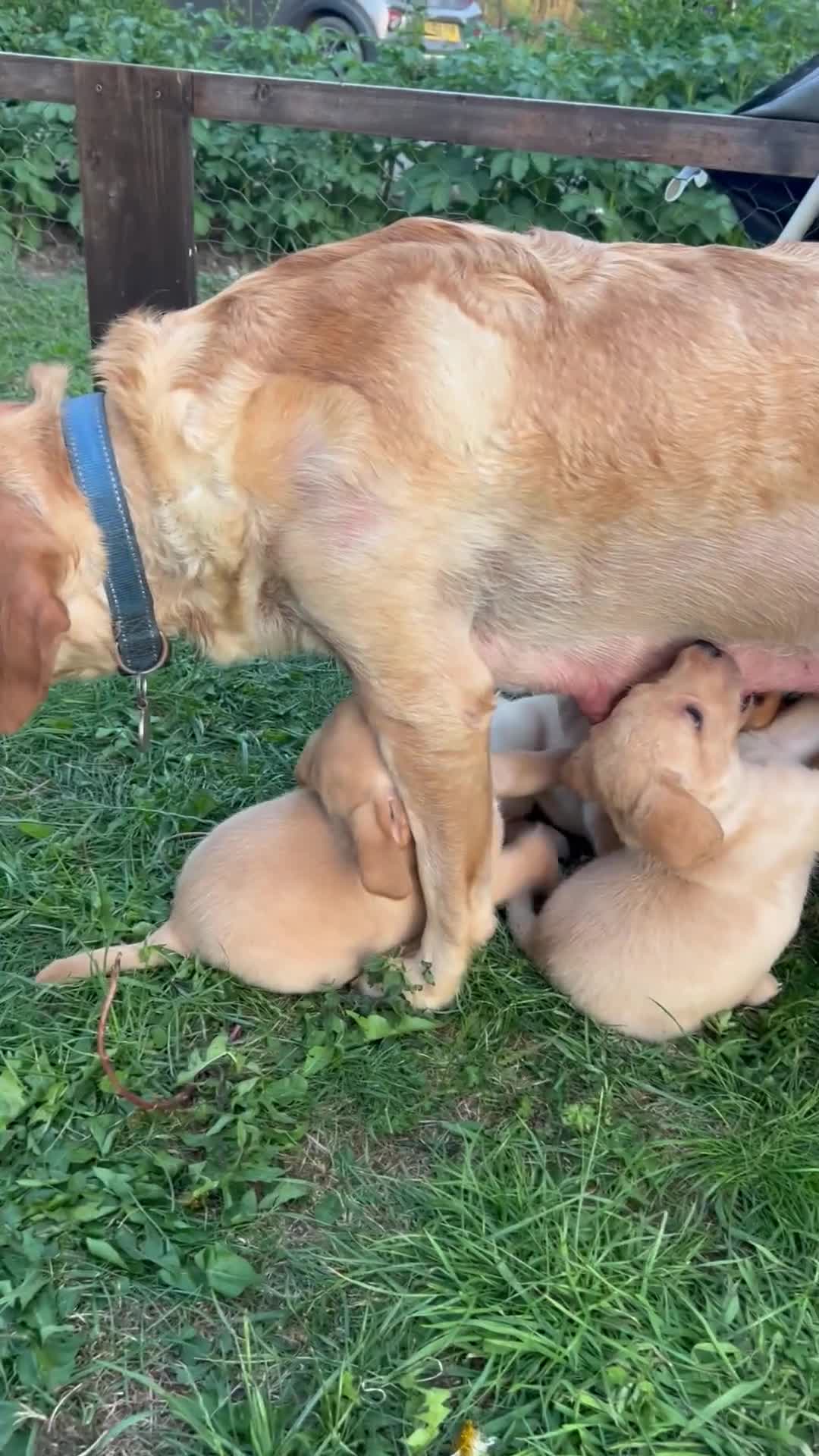 Labrador Retriever dogs for sale: Ready to go! KC reg Labradors (yellow/Foxred) - Video 1