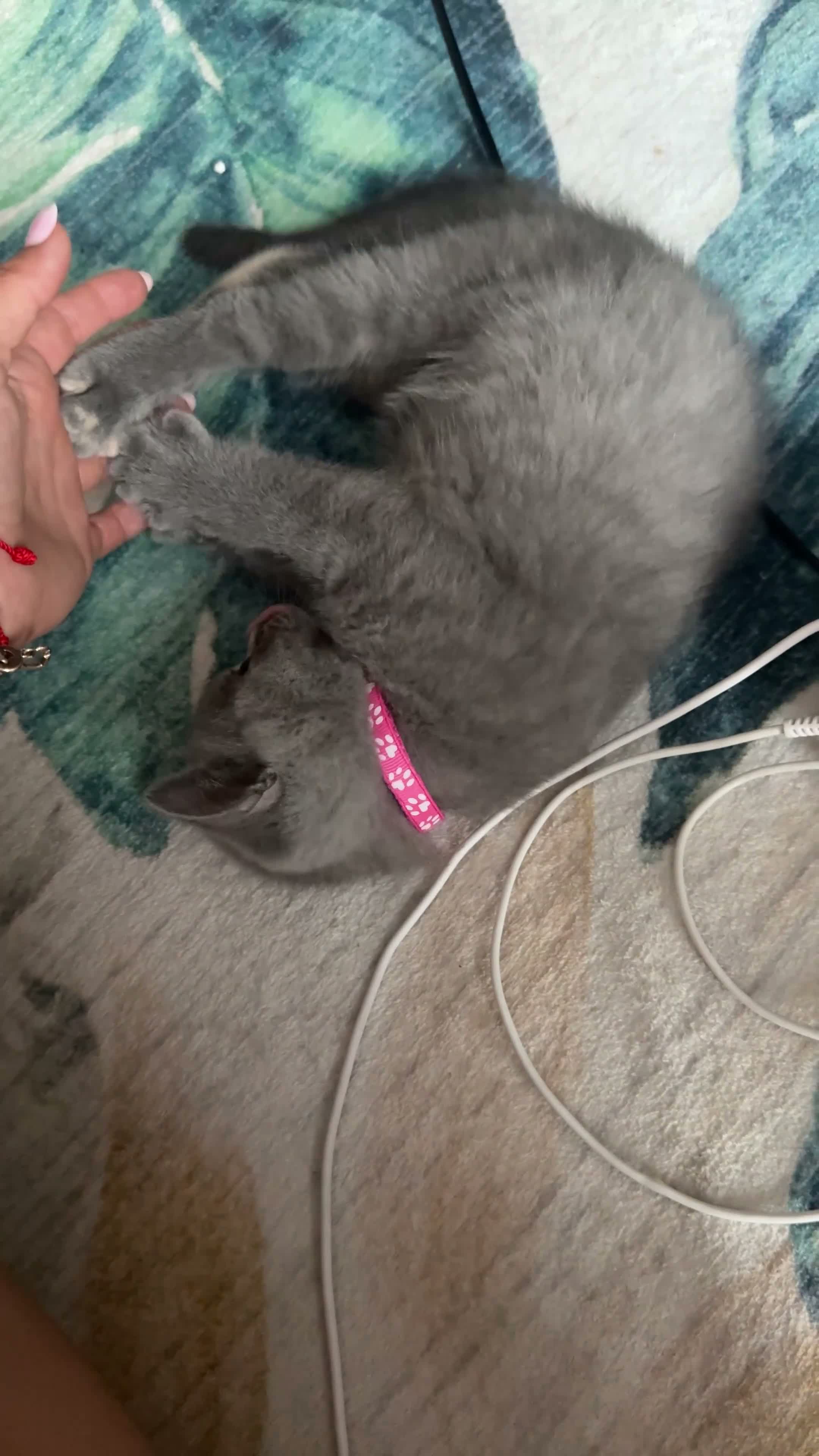 British Shorthair cats for sale: British shorthair kittens 1 girl left - Video 2
