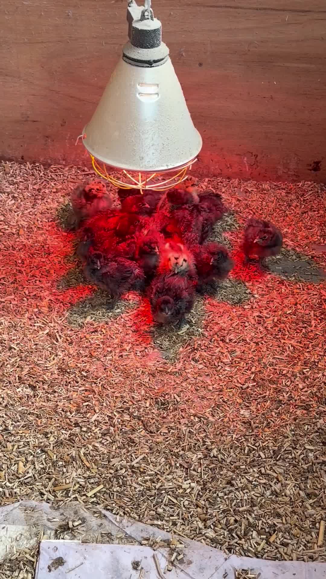 Chickens poultry for sale: Silkie Chickens - Video 1