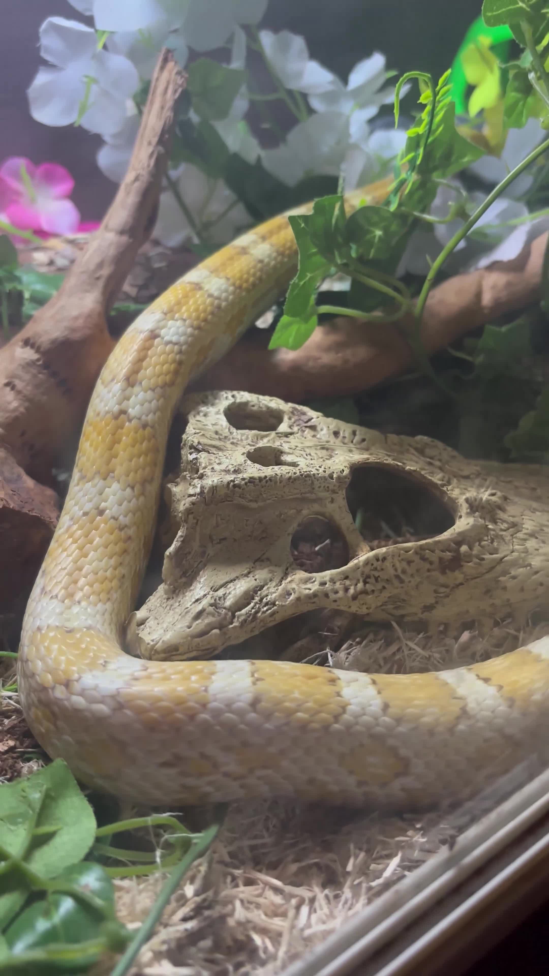 Corn Snake reptiles for sale: Corn snake for sale - Video 1