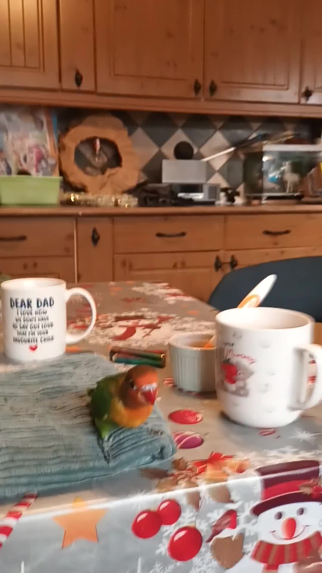 Lovebirds birds for sale: Beautiful very tame hand reared love bird chick  - Video 2