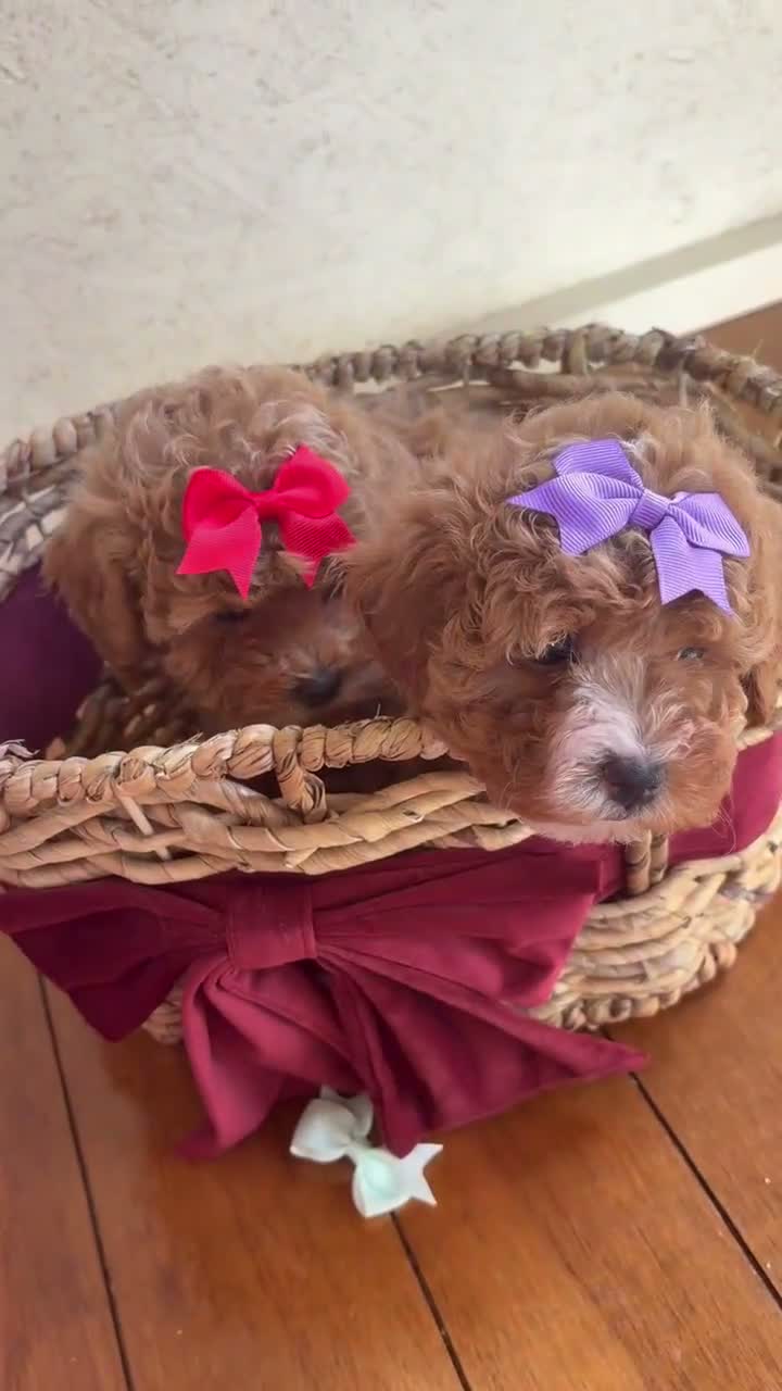 Maltipoo dogs for sale: Stunning Red Girl Maltipoos 🐶  - Video 1