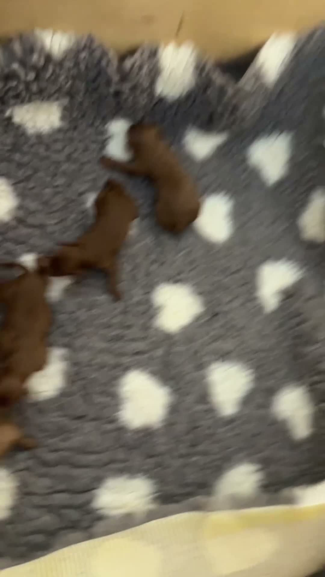 Cavapoo dogs for sale: Red toy Cavapoo puppies - Video 1