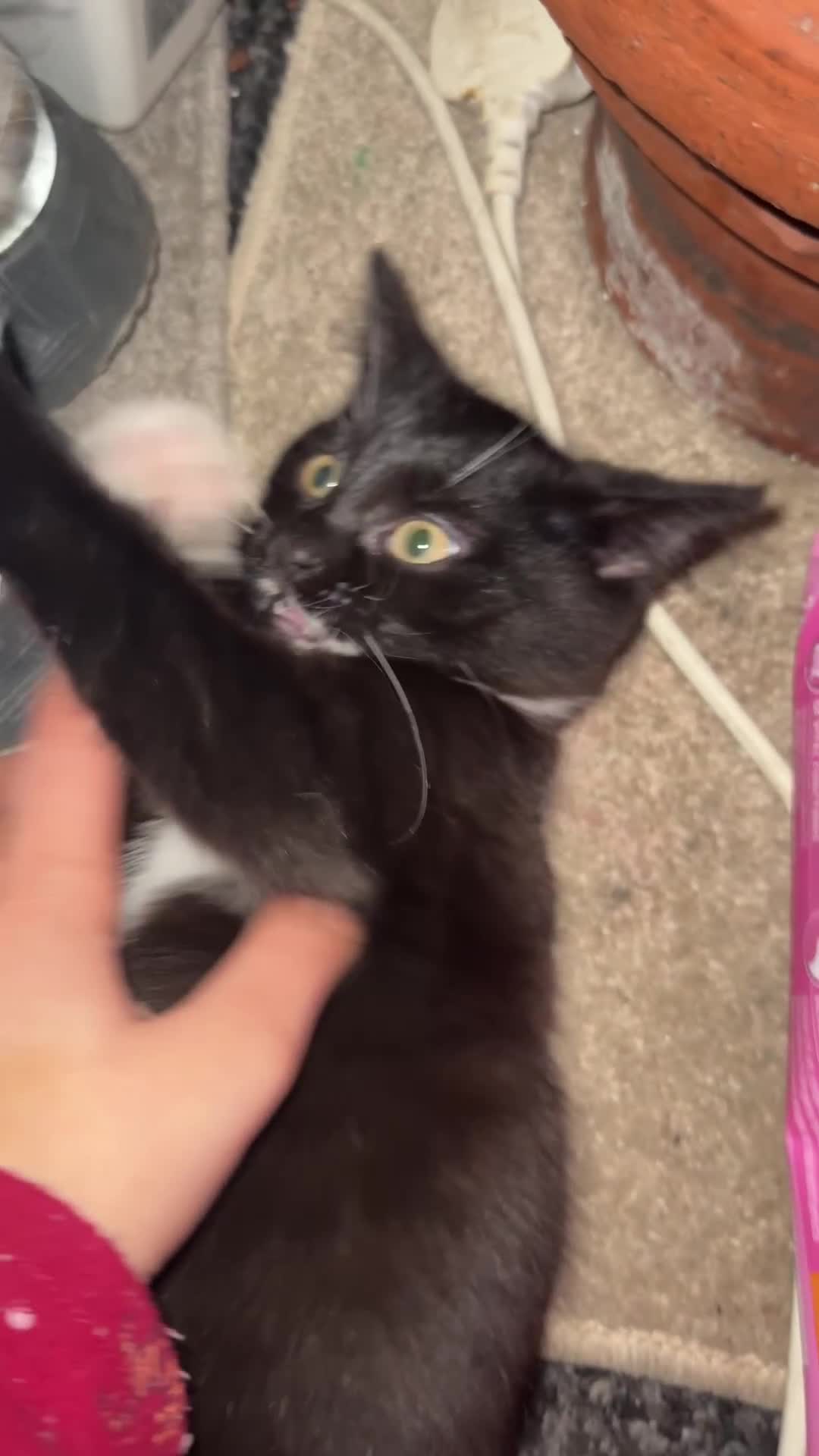 British Shorthair cats for sale: Mixed British Shorthair - Video 2