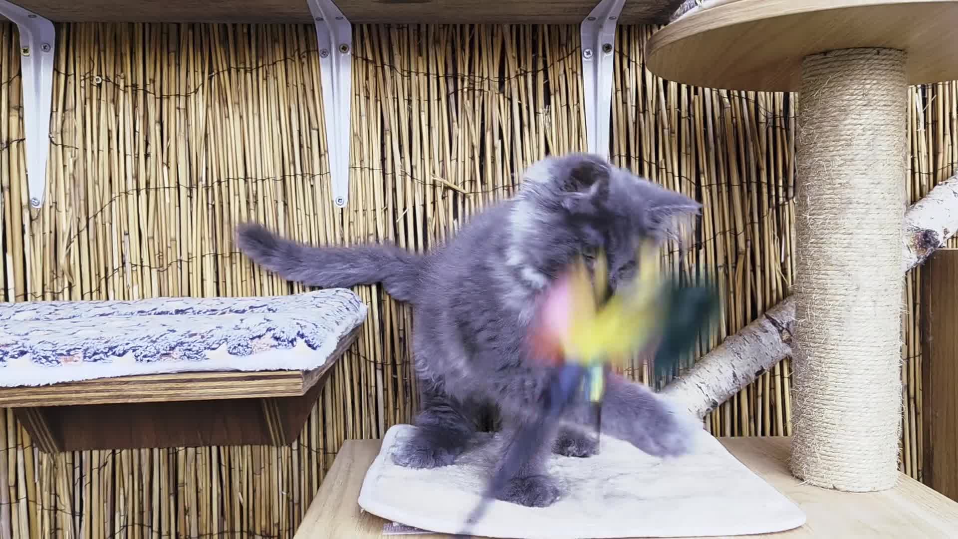 Maine Coon cats for sale: 2 Stunning GCCF Kittens Available.  - Video 2