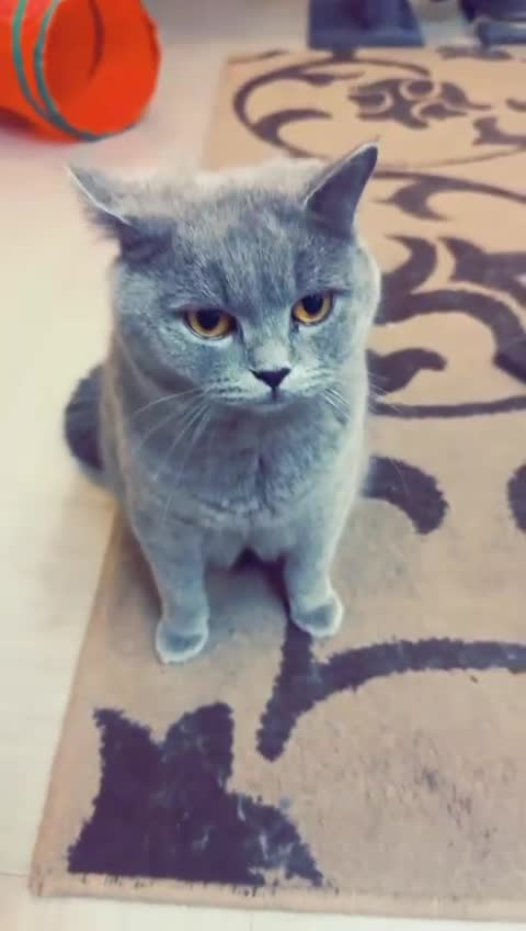 British Shorthair cats for sale: British shorthair Cats  - Video 5