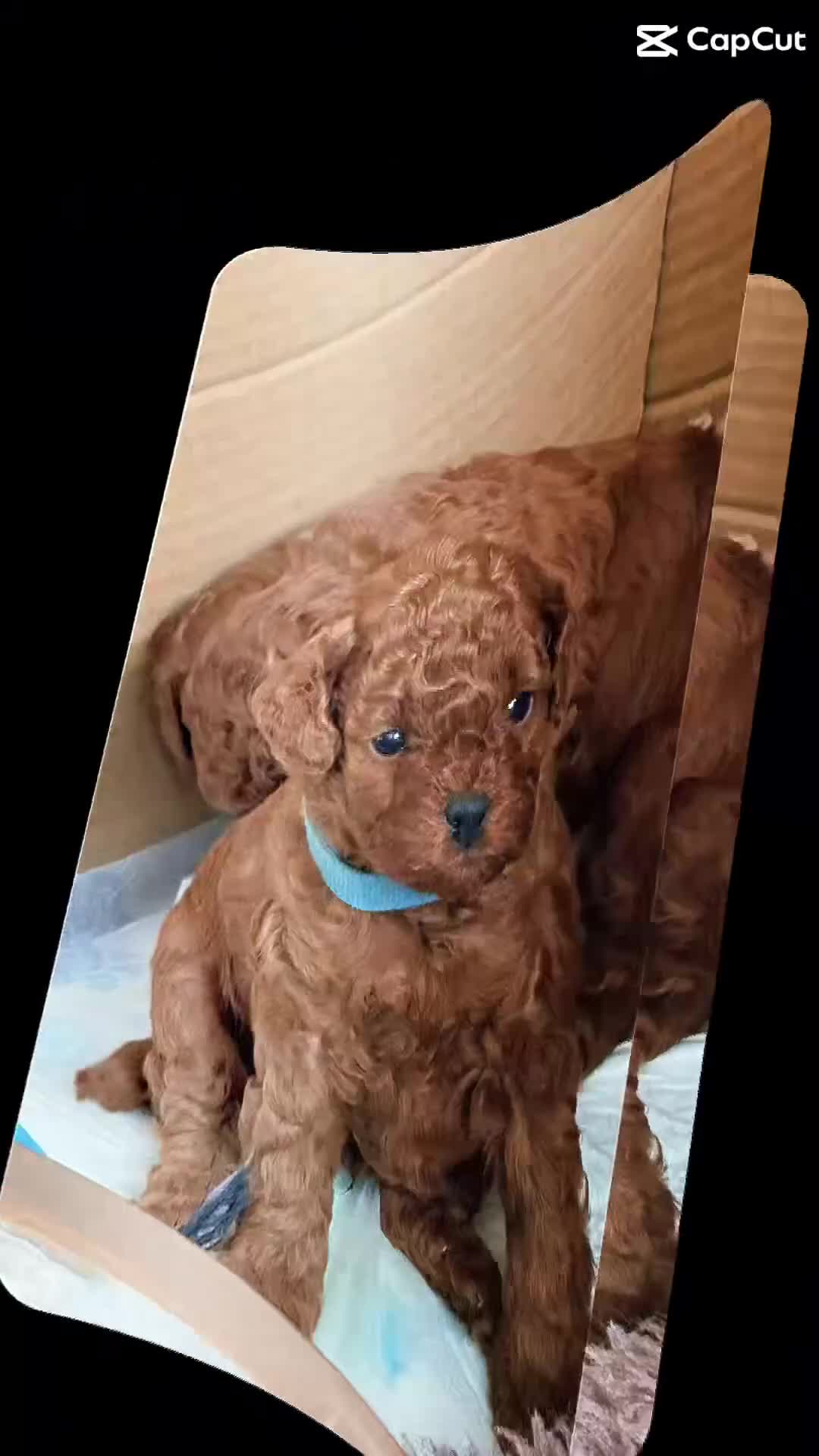 Toy Poodle dogs for sale: Asian Poodle Puppies WAITING LIST OPEN - Video 1