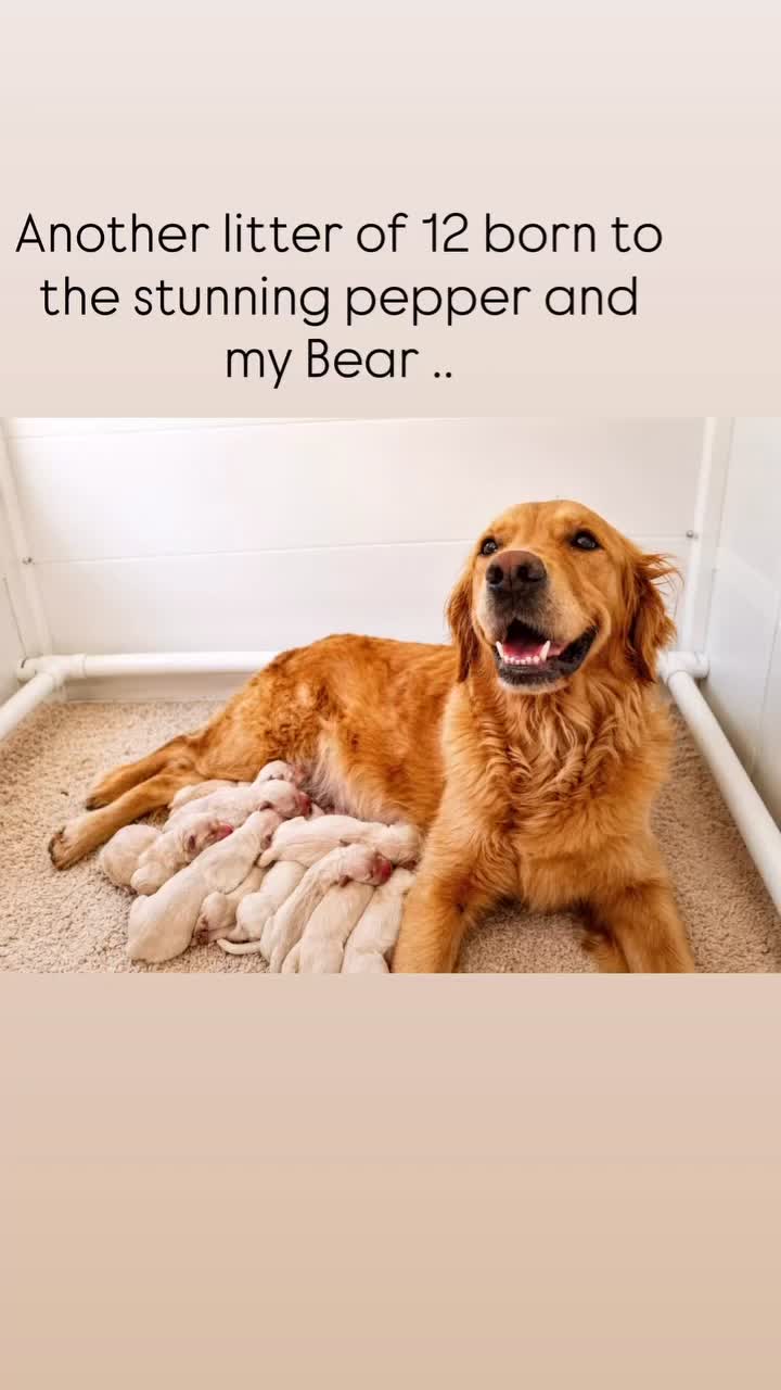 Golden Retriever dogs for stud: CREAM, PROVEN & FULLY DNA CLEAR, ICT 1 & 2 CLEAR - Video 1