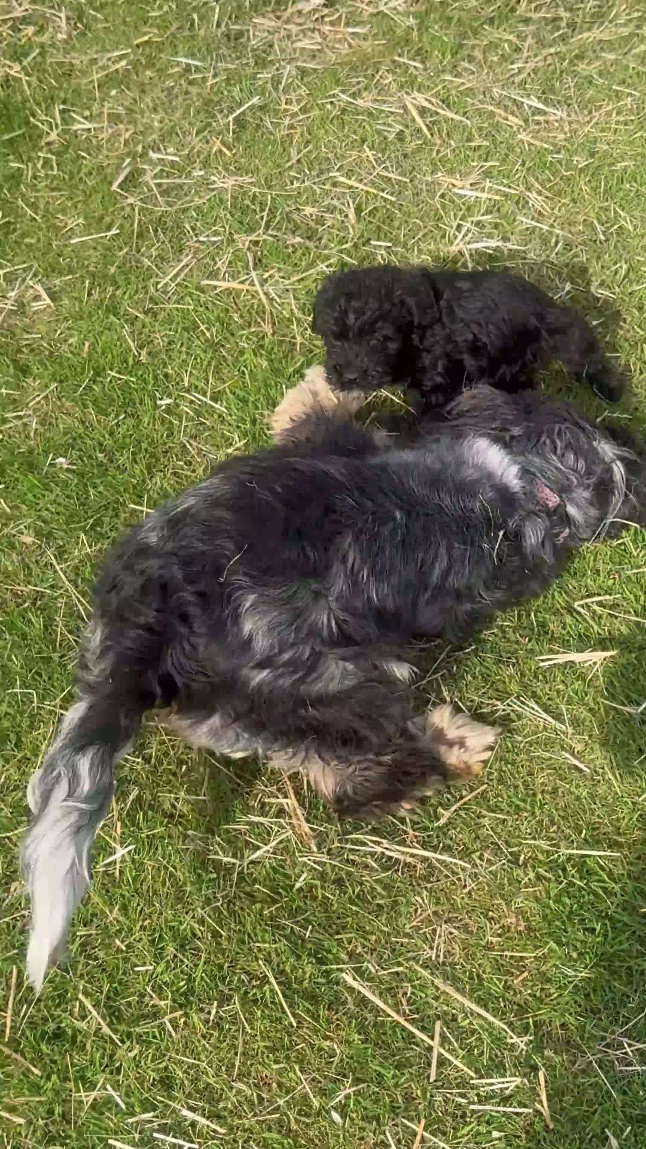 Schnoodle dogs for sale: Schnoodles READY NOW - Video 2