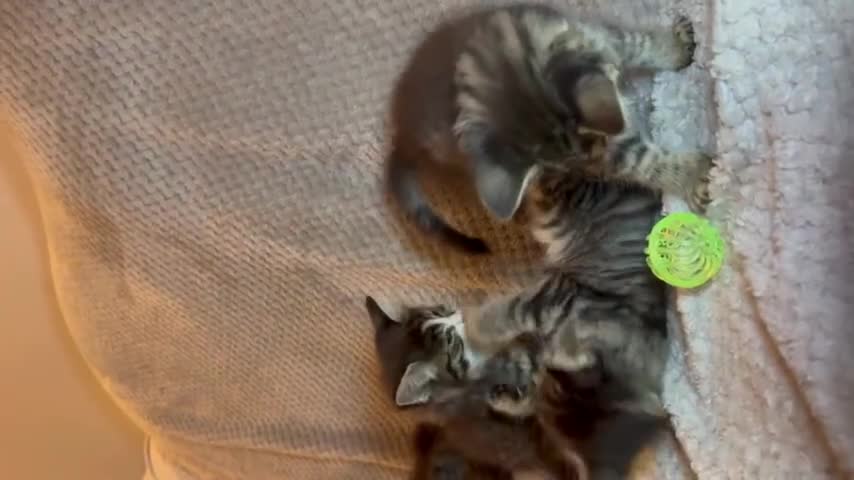 Ragdoll cats for sale: Ragdoll Mix Kitten 🐾 Only 1 Left! 📩 Read Desc in Birmingham - Video 2