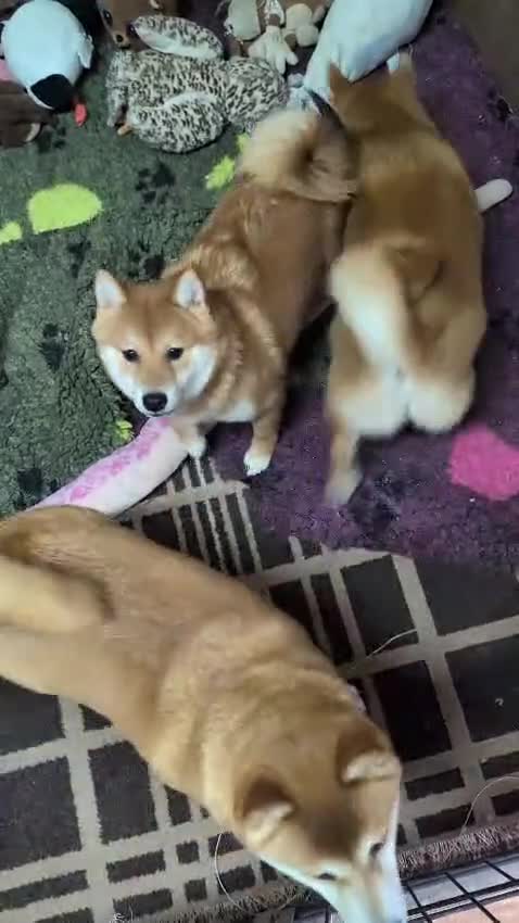 Japanese Shiba Inu dogs for sale: Health tested Japanese Shiba Inu  - Video 1