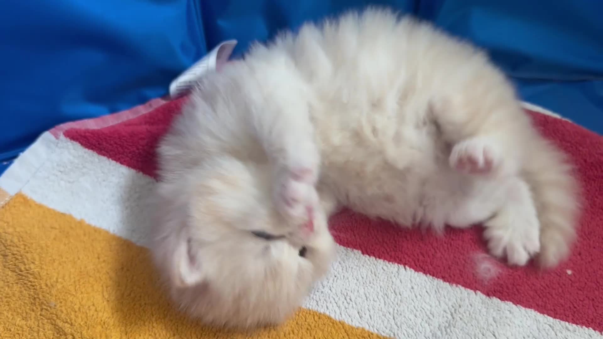 Maine Coon cats for sale: MAGICAL MAINE COON KITTENS - Video 3