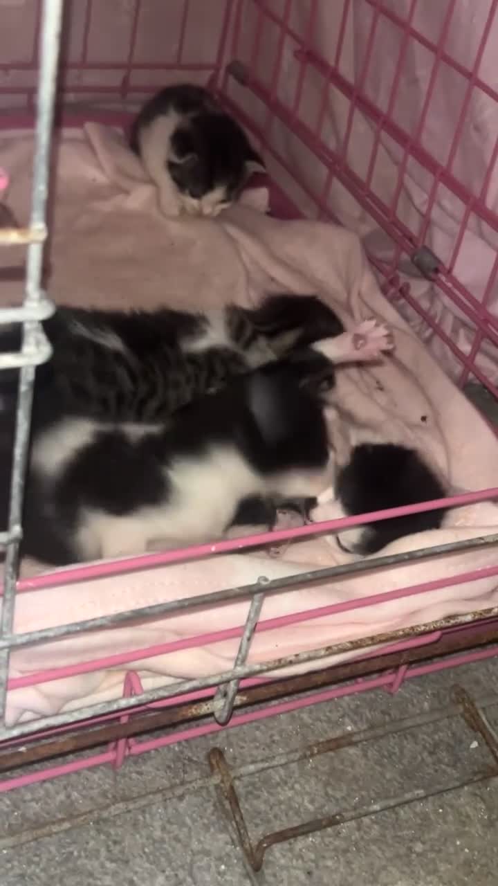 Mixed Breed cats for sale: 3 beautiful babies  - Video 1