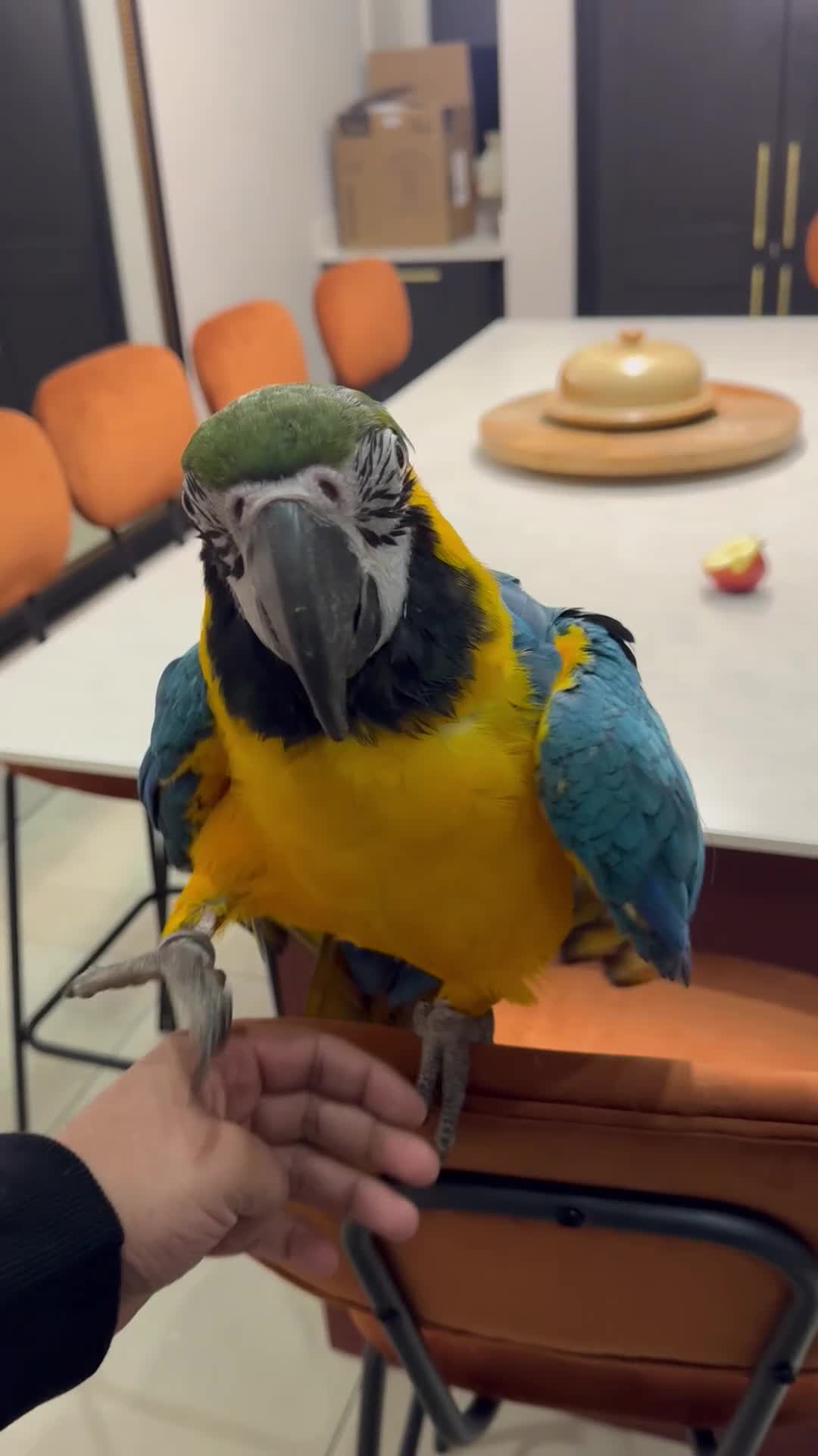 Macaws birds for sale: Hand reared blue&gold macaws - Video 1