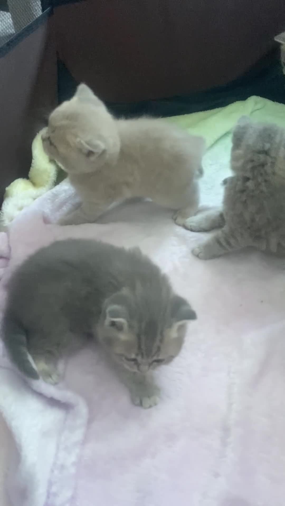 Brazilian Shorthair cats for sale: Beautiful british shorthair kittens blue lilac   - Video 1