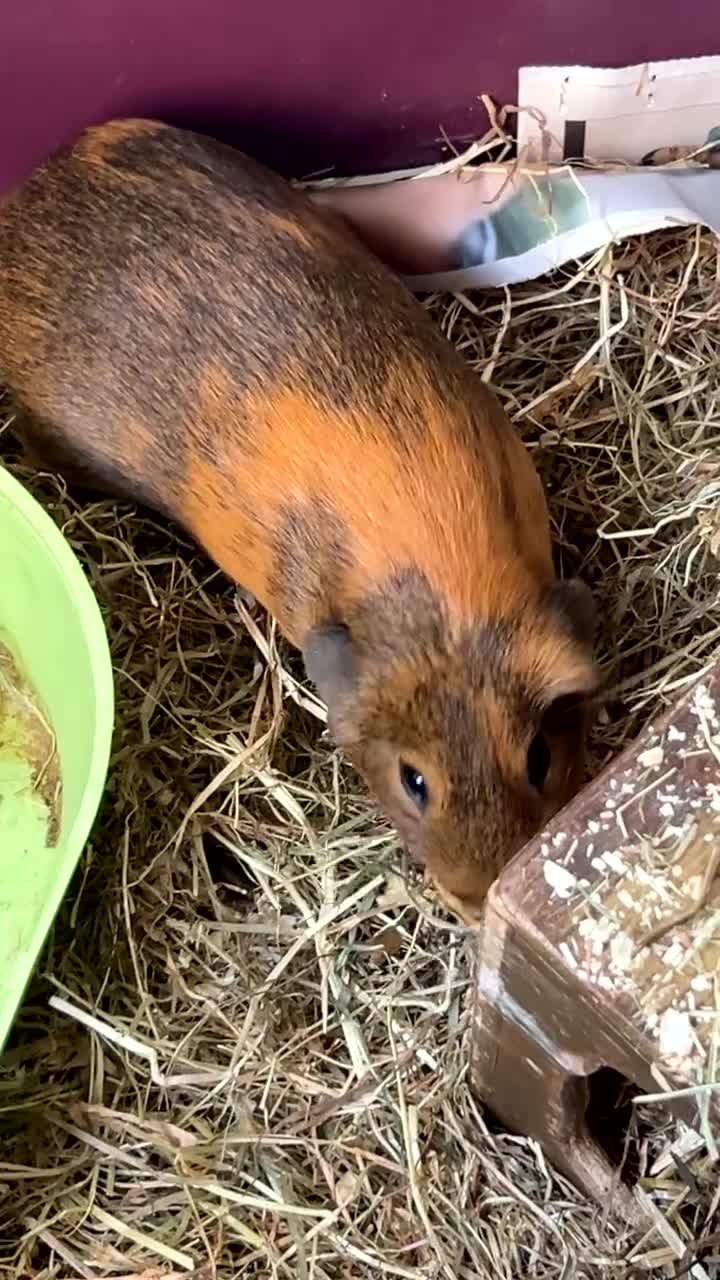 Guinea Pig rodents for sale: Two cuties reluctantly looking to be rehoused - Video 1