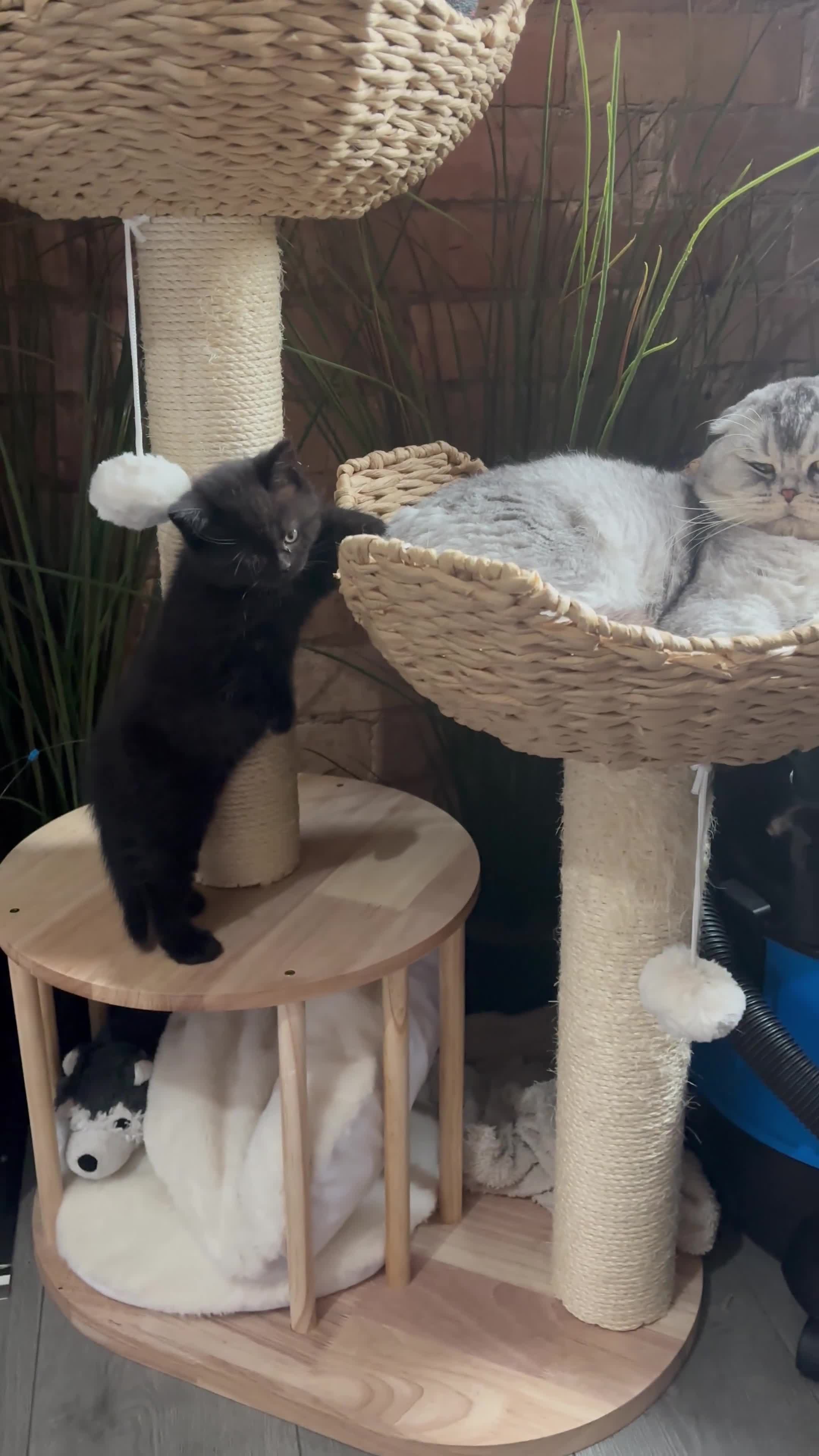 Scottish Fold cats for sale: Adorable Scottish Straight Kittens  - Video 1