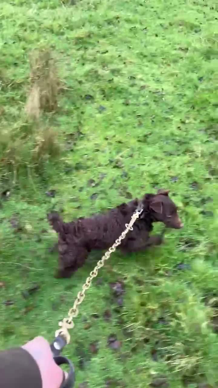 Mixed Breed dogs for sale: Dog pup  - Video 1