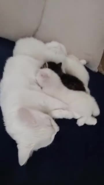 Siberian cats for sale: 4 kittens for sale 💘💖 - Video 3