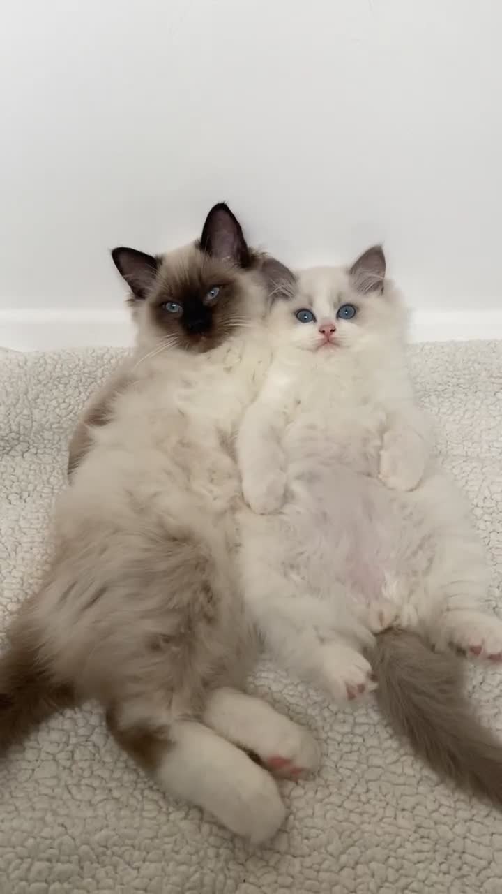 Ragdoll cats for sale: Ragdolls  - Video 1