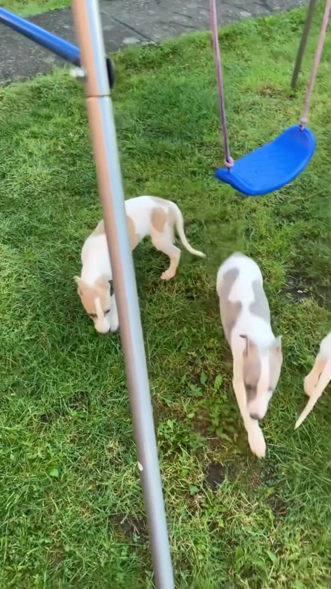 Whippet dogs for sale: Kc reg whippets  - Video 5
