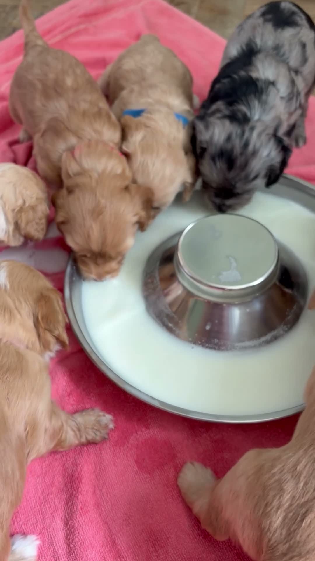 Cockapoo dogs for sale: 5 miniature cockapoos  - Video 1