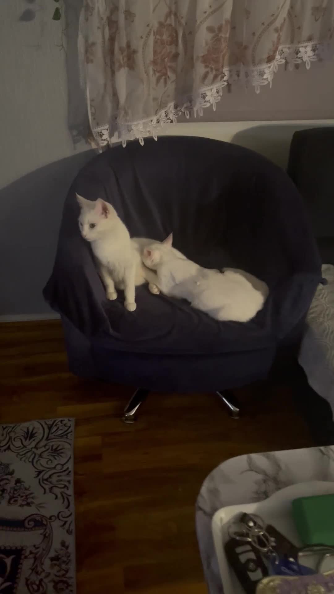 Mixed Breed cats for sale: Kittens - Video 1