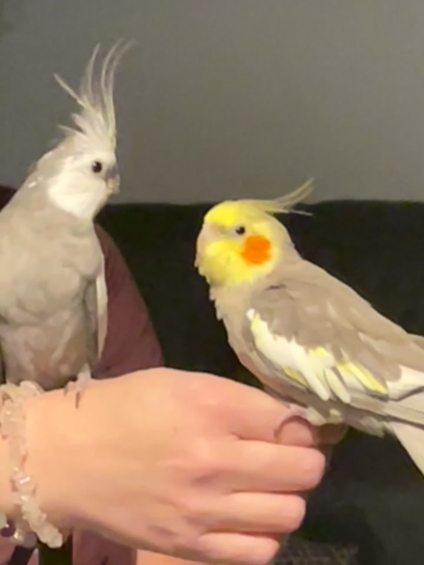 Cockatiels birds for sale: 2 beautiful cockatiels - Video 2