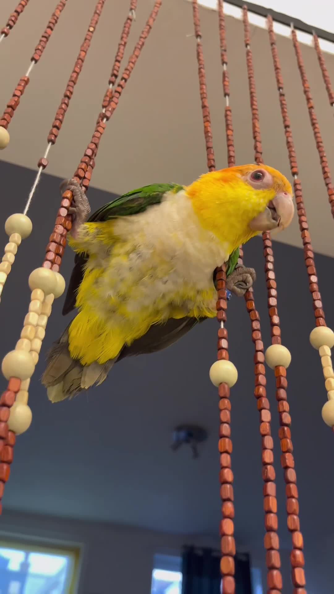 Parrots birds for sale: Caique (Orange-Headed) Parrot - Video 4