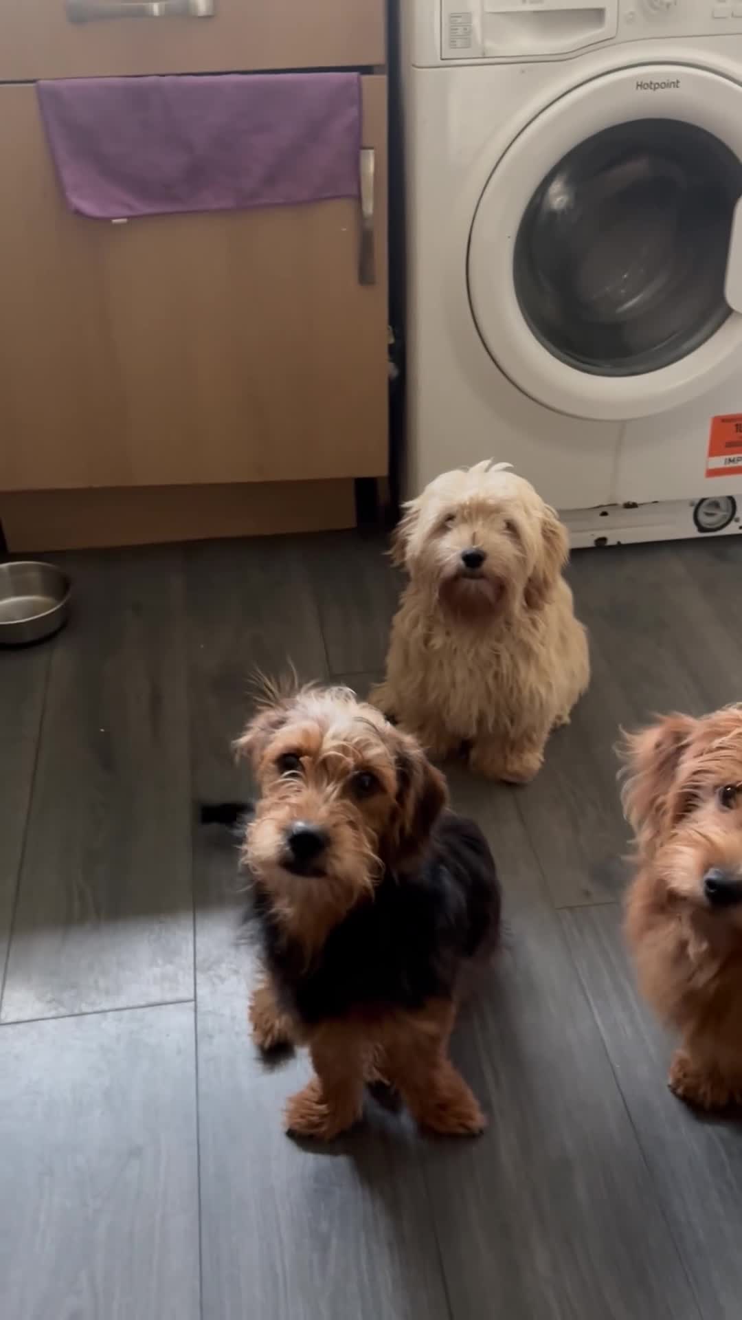 Mixed Breed dogs for sale: 2 puppies for sale  - Video 1