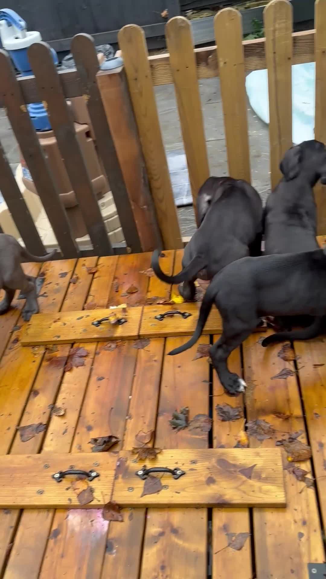 Mixed Breed dogs for sale: Cane corso/Great Dane puppies for sale ✨✨ - Video 4