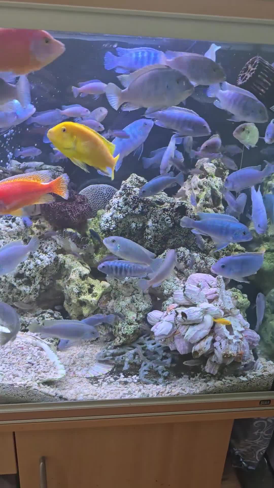 Cichlids fish for sale: 2 x fully stocked cichlids tanks for sale in Guildford - Video 1