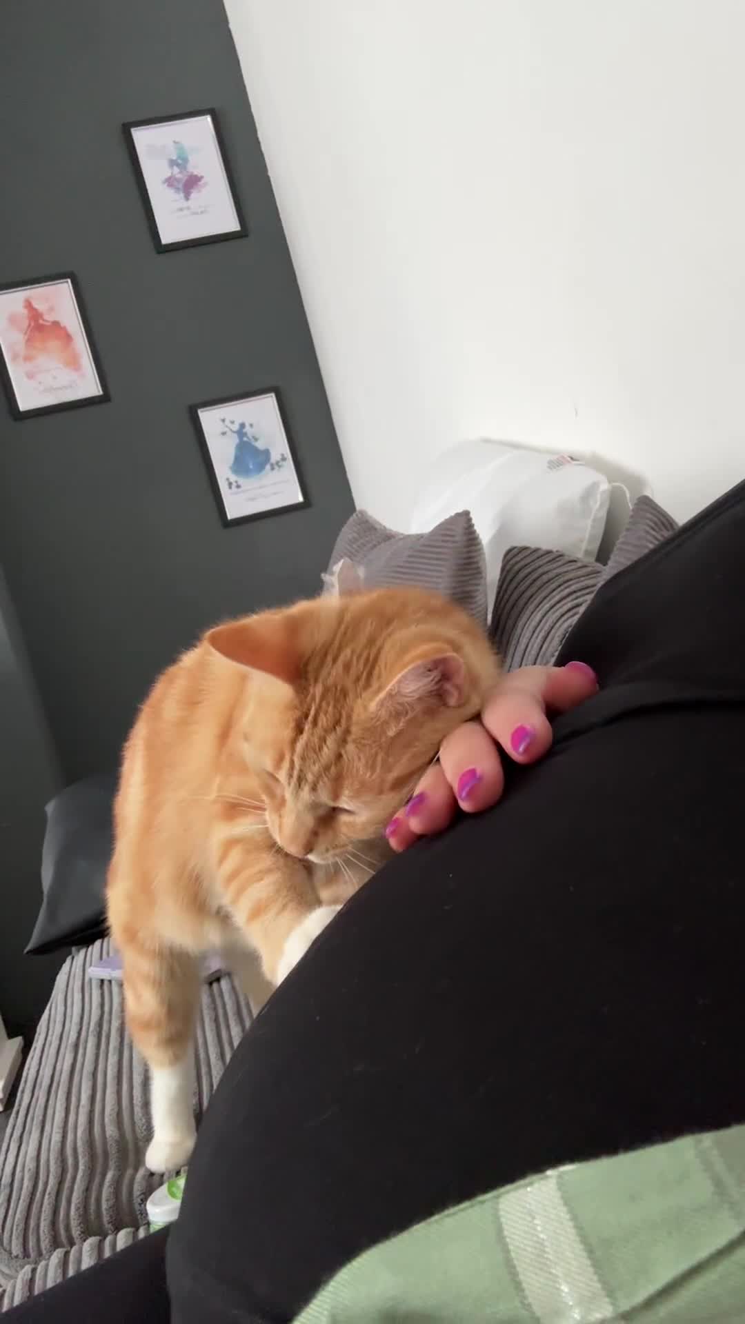 Domestic Shorthair cats for sale: Need to rehome my beautiful cats.  - Video 2