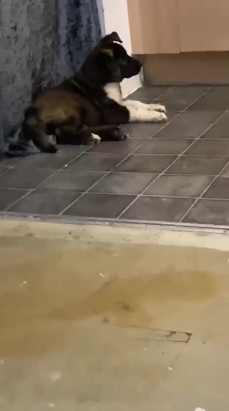 Akita dogs for sale: American Akita puppies - Video 1