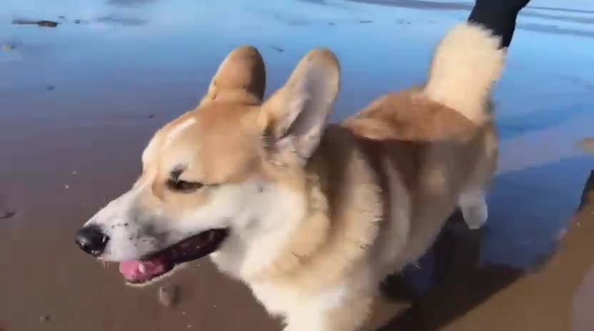 Welsh Corgi Pembroke dogs for sale: Hansome young man looking for a new home - Video 1