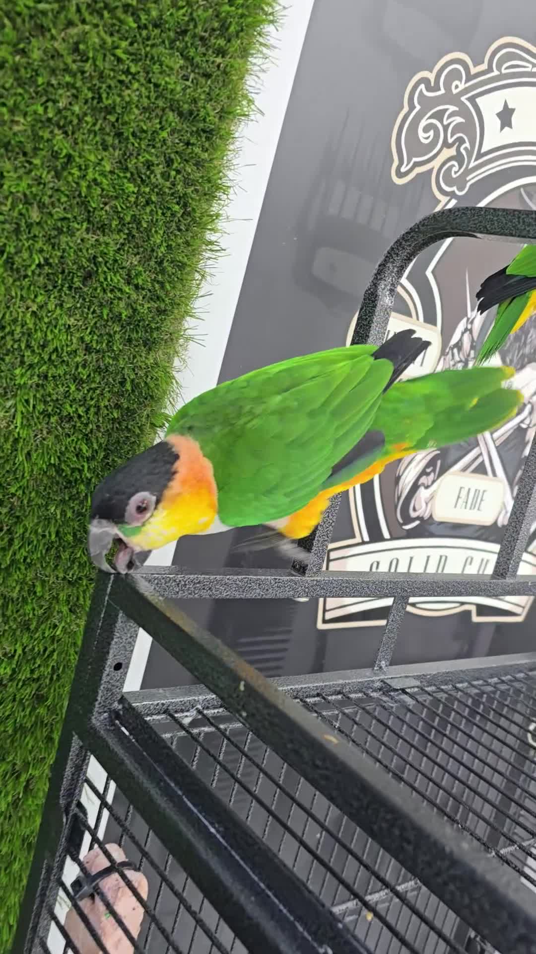 Parrots birds for sale: Caique Pair 🦜  - Video 1
