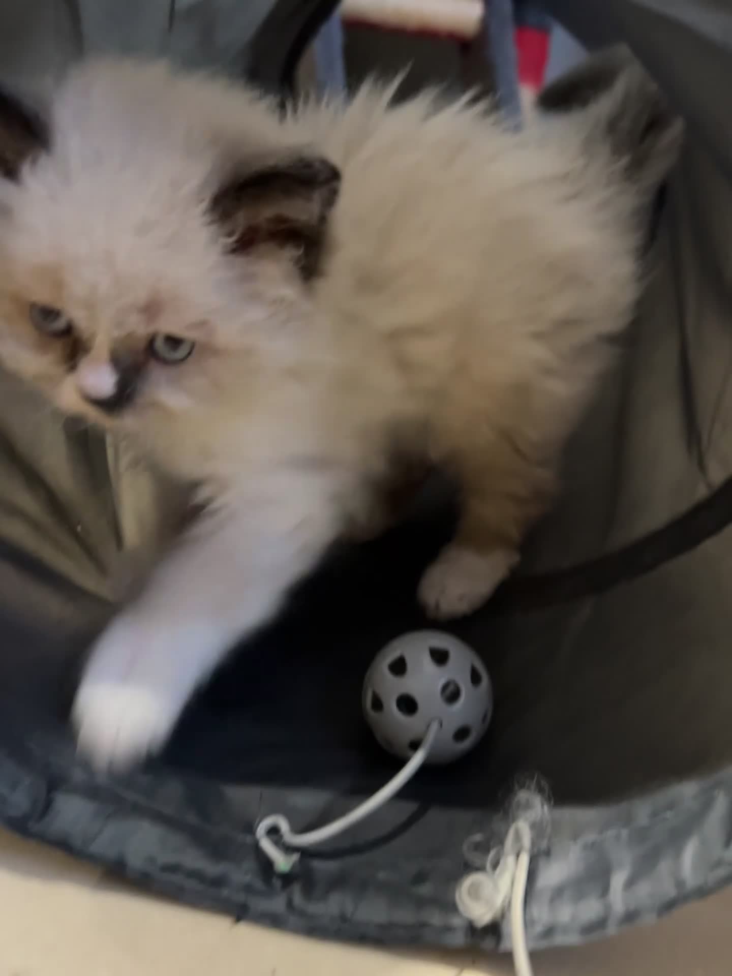 Selkirk Rex cats for sale: Beautiful Selkirk rex kitten  - Video 2