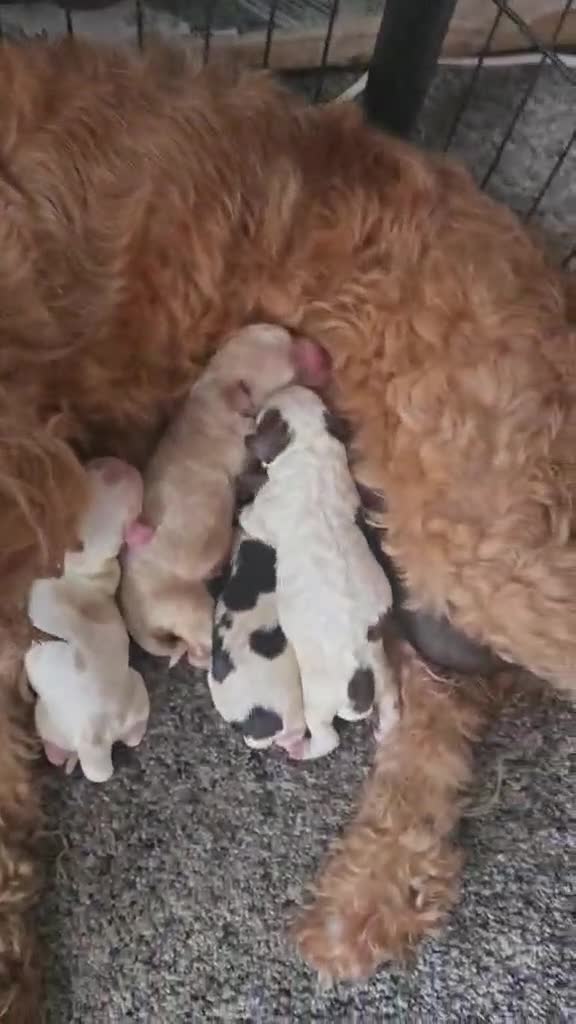 Mixed Breed dogs for sale: Cockatzu in Rowley Regis - Video 1