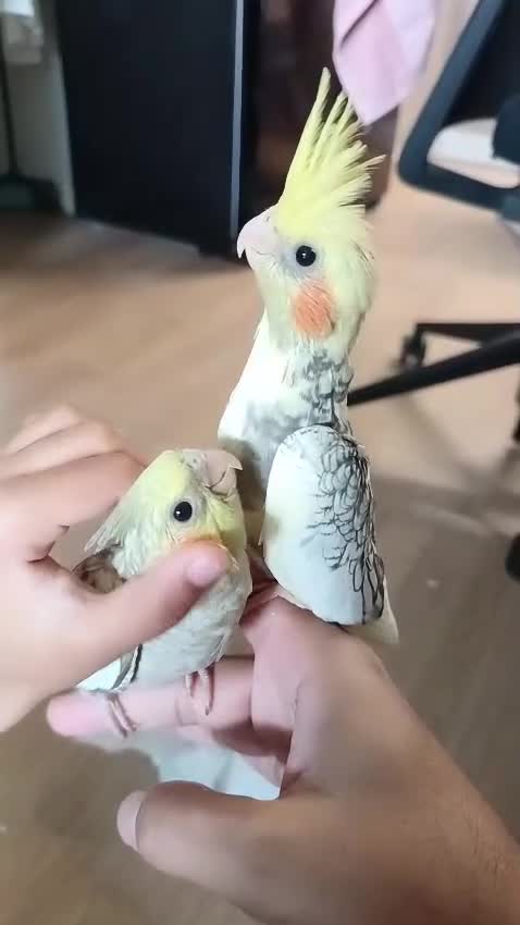 Cockatiels birds for sale: Breeding cockatiels with babies - Video 3
