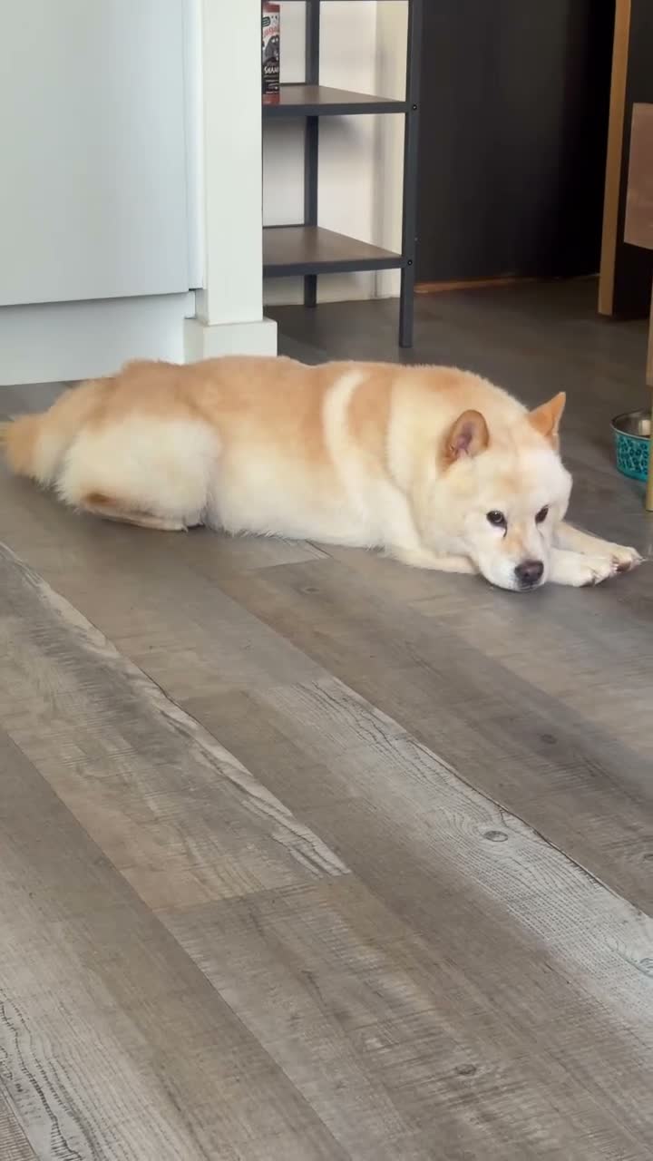 Mixed Breed dogs for sale: Husky and chow chow hybrid 1 year old  - Video 1