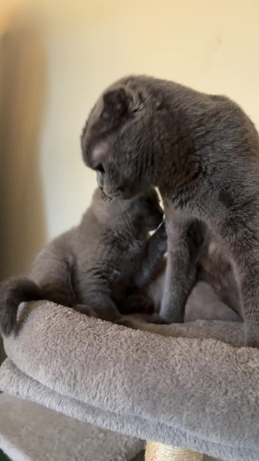 British Shorthair cats for sale: Beautiful lilac Scottish fold girl - Video 1