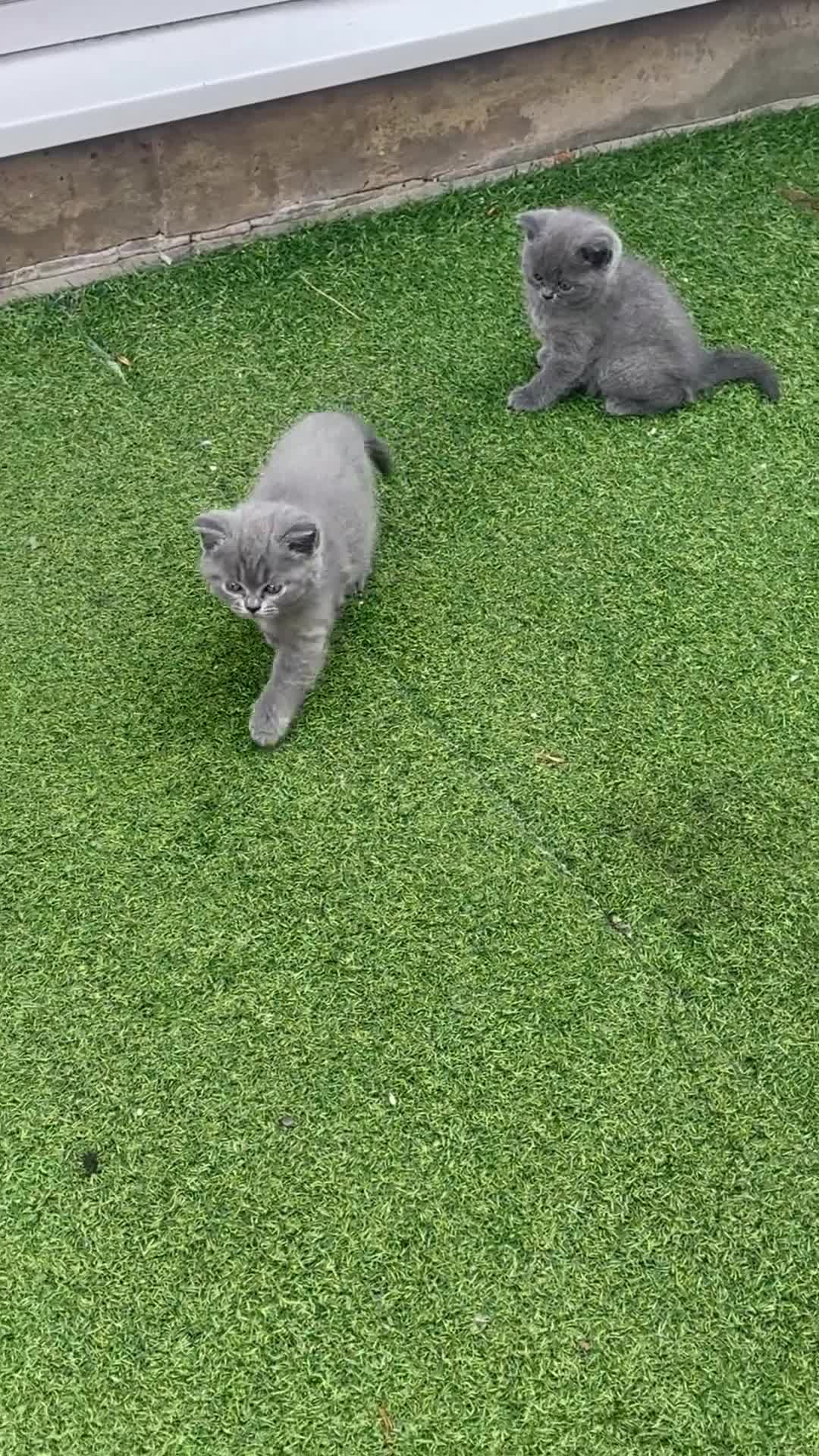 British Shorthair cats for sale: Three British Shorthair Kittens Available Now - Video 1