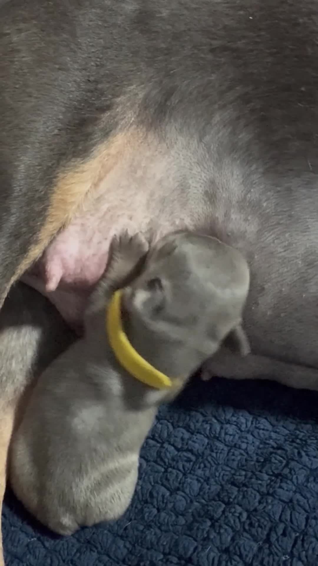 French Bulldog dogs for sale: Beautiful healthy french bulldogs  - Video 2