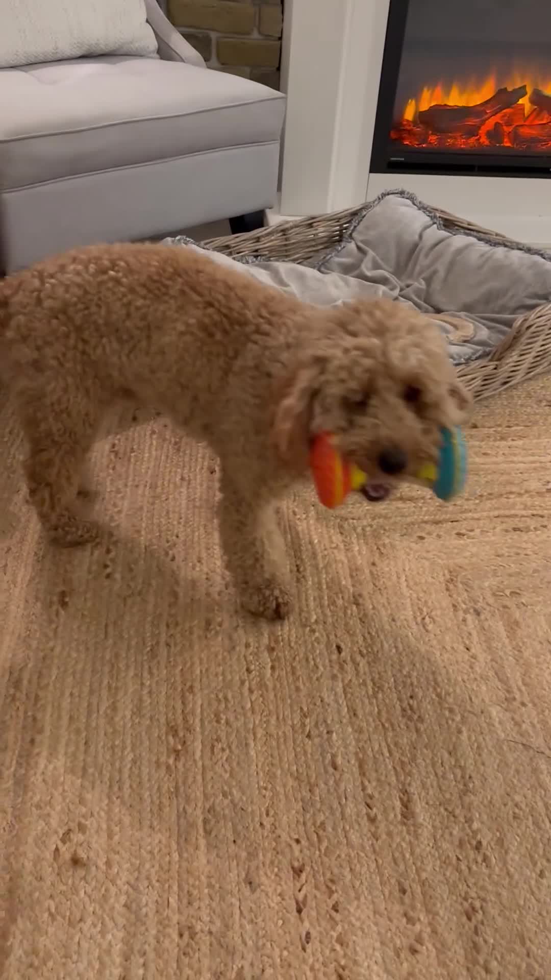 Cockapoo dogs for sale: Cockapoo Marley  in Wolverhampton - Video 1