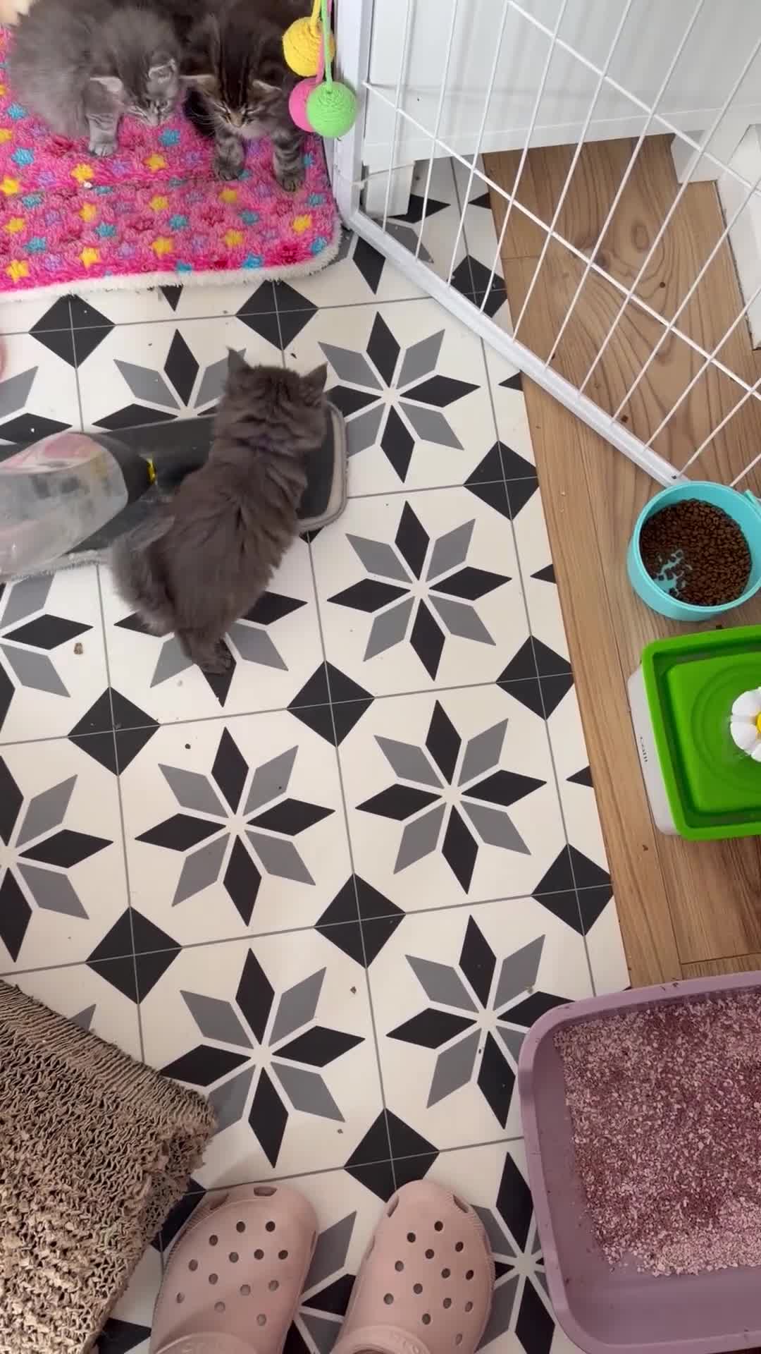 Maine Coon cats for sale: TICA REGISTERED MAINE COON KITTENS - Video 1