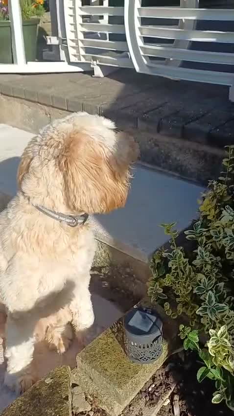 Cockapoo dogs for sale: Re-Home Cockapoo !  in Swadlincote - Video 1