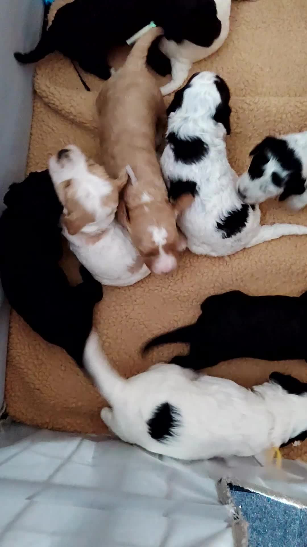 Cockapoo dogs for sale: Cockapoo puppies - Video 1