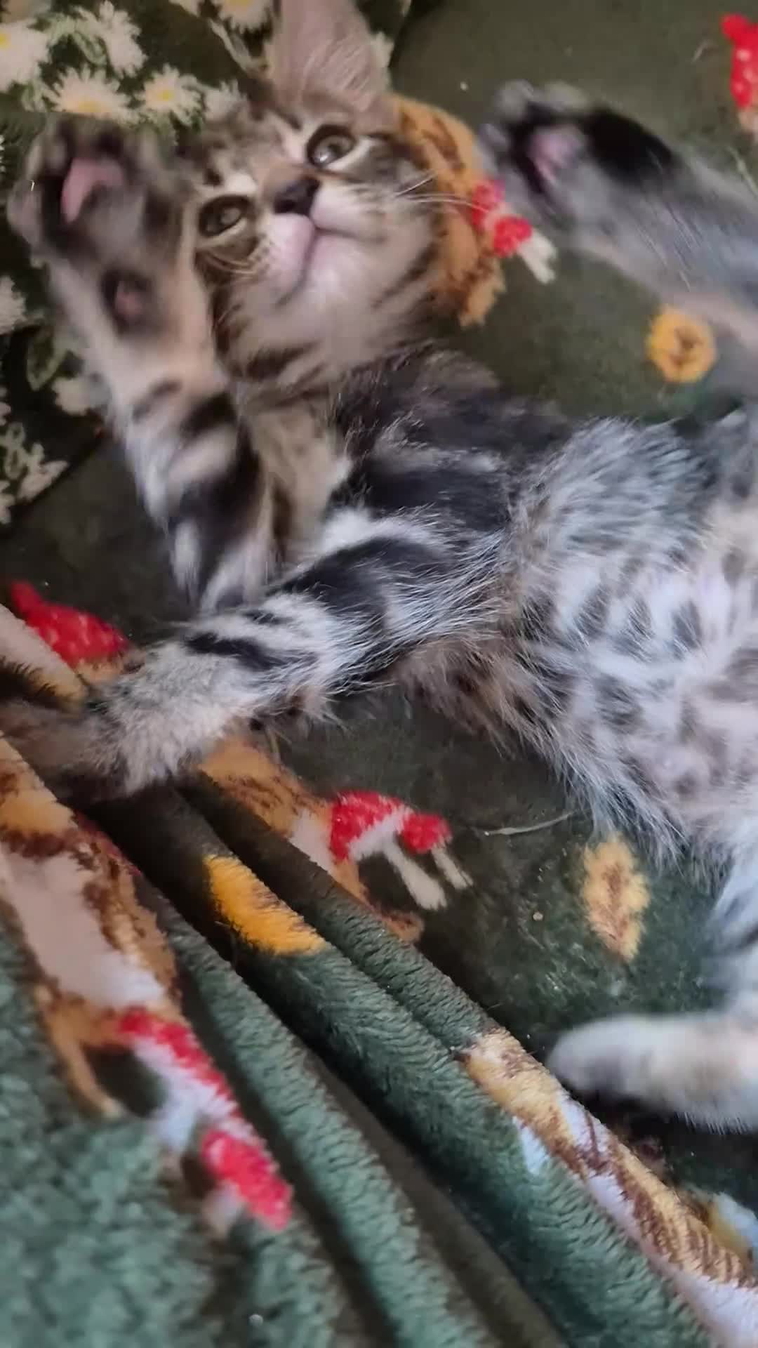 Mixed Breed cats for sale: Kittens Ready to Leave - Video 2
