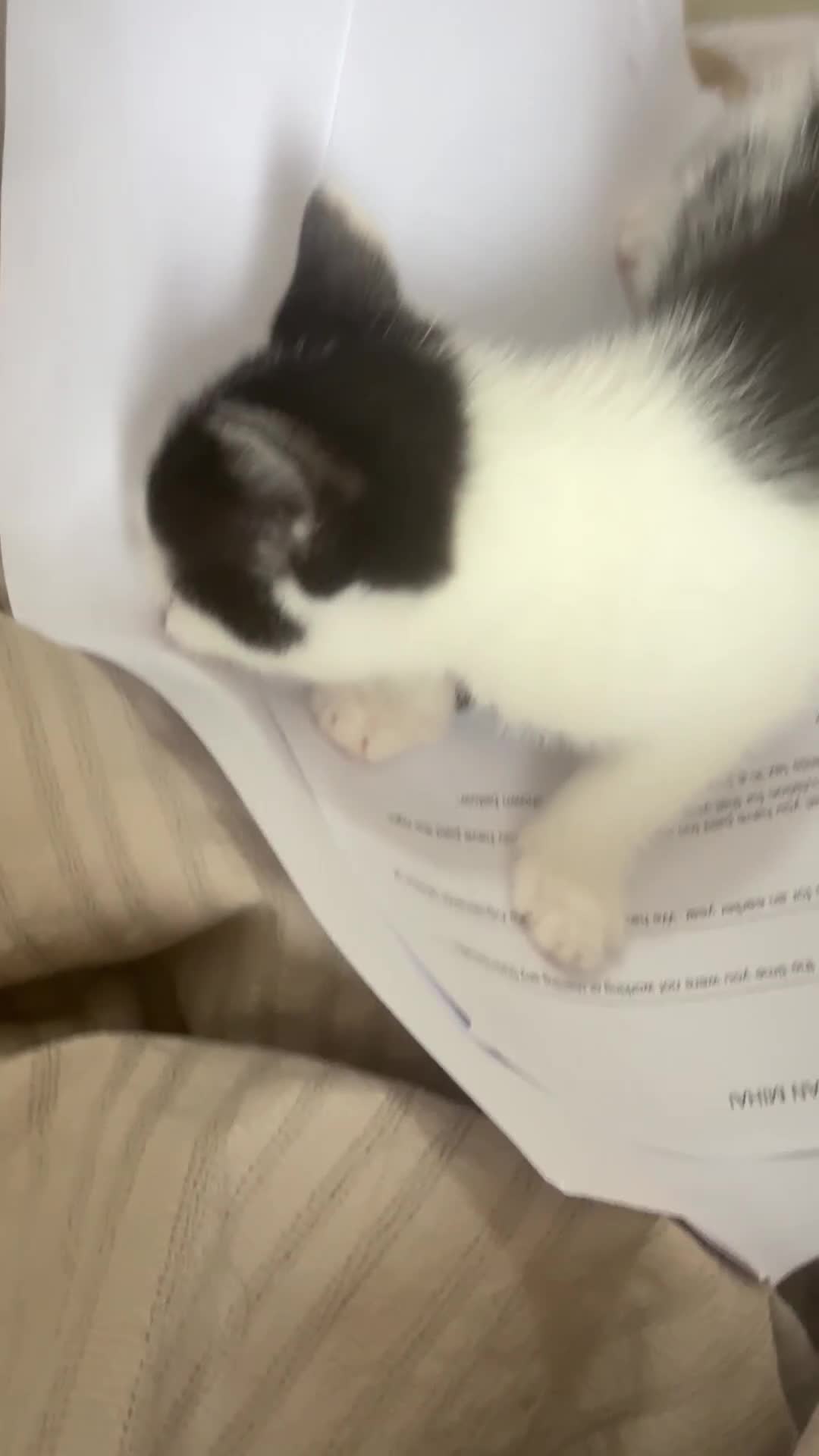 Mixed Breed cats for sale: Kittens looking for a lovable home.  - Video 2