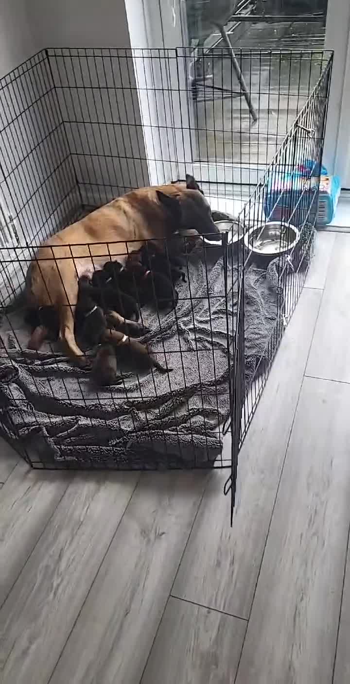 Belgian Shepherd Dog dogs for sale: Top quality Malinois puppies protectioning line - Video 3